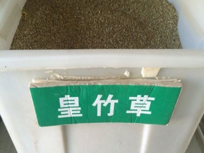 黑龙江省能种皇竹草吗？