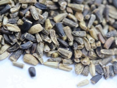 菊苣能在北方种吗？