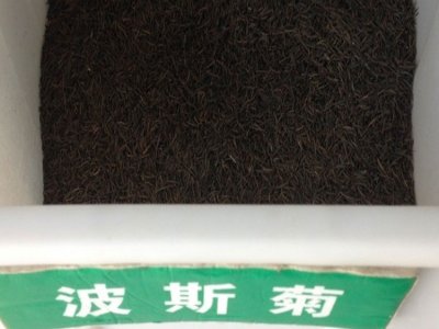 波斯菊需要打顶吗？