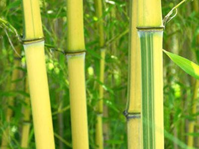 金镶玉竹子北方能种吗？