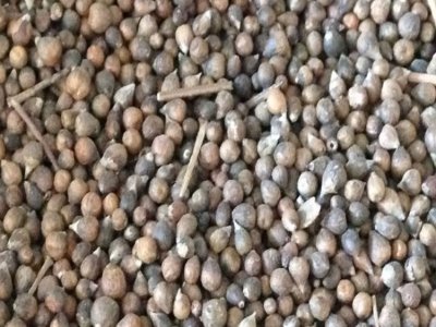 风铃花适合北方家养吗