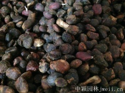 玉兰花东北可以种植吗？