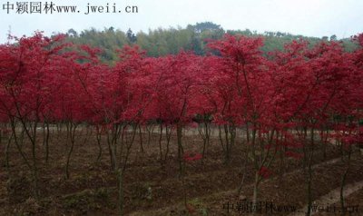 日本红枫北方能种植吗？