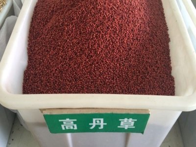 现在可以种植高丹草吗？