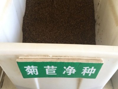 菊苣草秋天可以种吗？