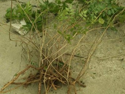 凌霄花第一年开花吗？