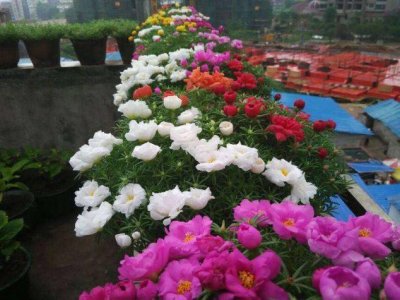 6月可以种大宾菊吗？