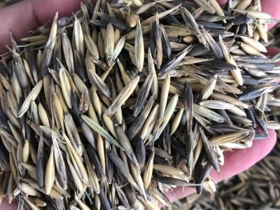 盐碱地可以种植燕麦吗？