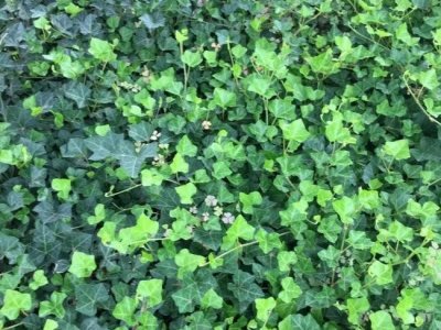 常青藤爬山虎是一个吗？