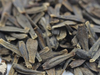 大丽花夏天可以移栽吗？