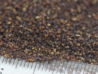 虞美人开完花就死了吗？