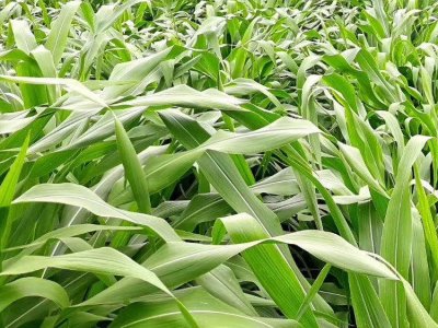 玉米草冬季会死亡吗？