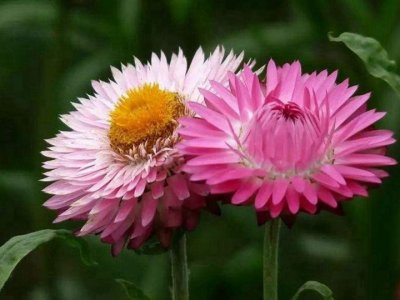 麦杆菊7月份能播种吗？
