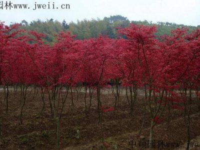 日本枫树在广东能种吗？