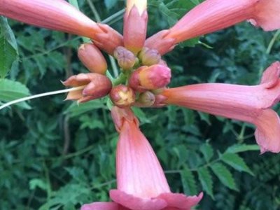 凌霄是四季开花吗?