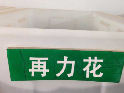 再力花新鲜种子能种吗？