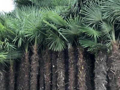 棕榈树夏天移栽能活吗？