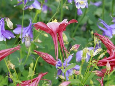 耧斗菜播种当年开花吗？