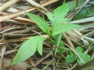 败酱草八月份能种吗？