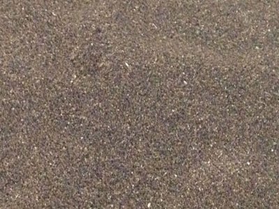 虞美人东北能种吗？