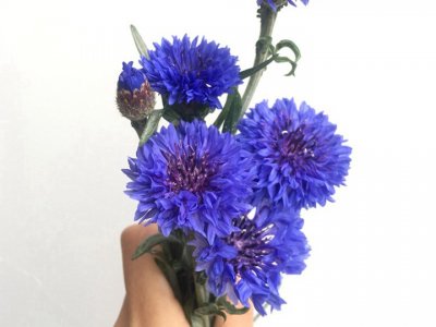 矢车菊能种植重茬吗?