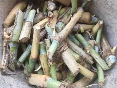 羊长期吃皇竹草行吗？