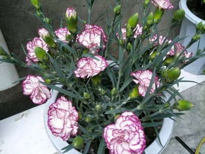 康乃馨夏天可以种植吗