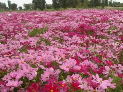 格桑花的种子好种吗？