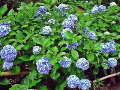 绣球花6月份能栽活吗？