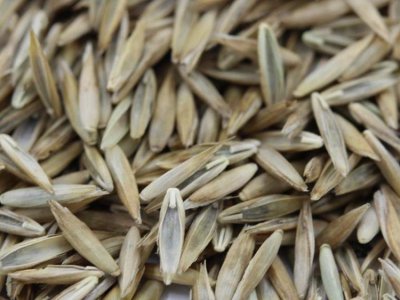 草籽泡完以后才播吗？
