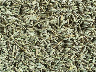 小茴香夏天可以种吗？