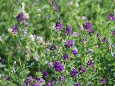 紫花苜蓿能在沙地长吗？
