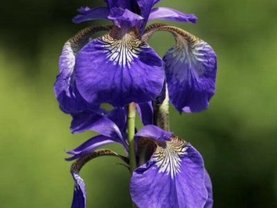 鸢尾花六月份栽能活吗？
