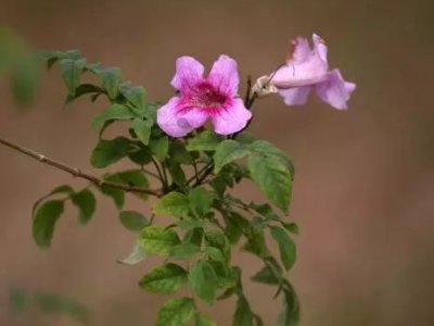 凌霄花在辽宁能过冬吗？