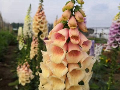 毛地黄夏天可以播种吗？