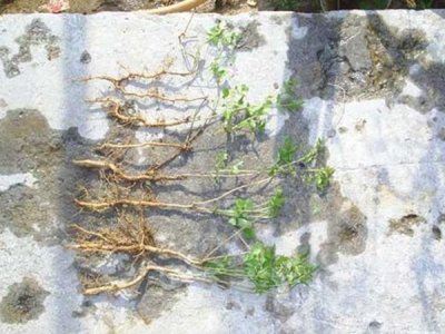 凌霄花夏天可以移植吗？