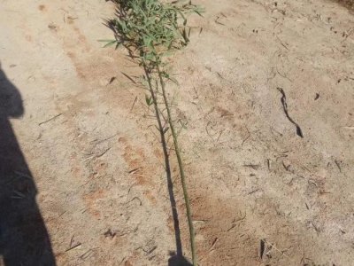 竹子在东北能种植活吗？
