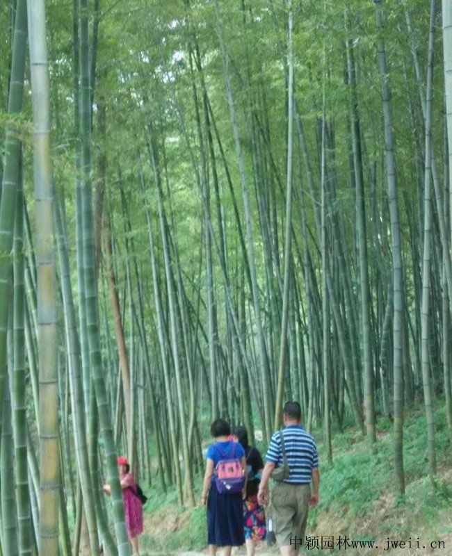1650009919573370.jpg 绿化竹22.jpg