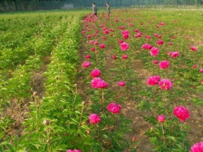 芍药5月份可以栽种吗？
