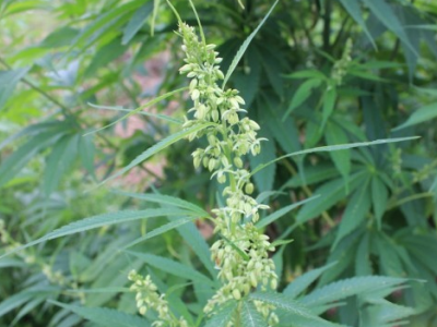 火麻现在不能种了吗？