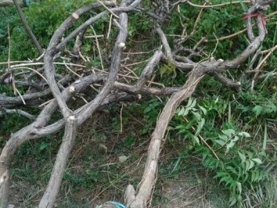 凌宵花七月份移栽好吗？