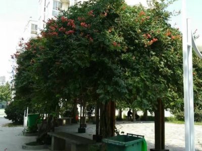 凌霄花可以种在阳台上吗？
