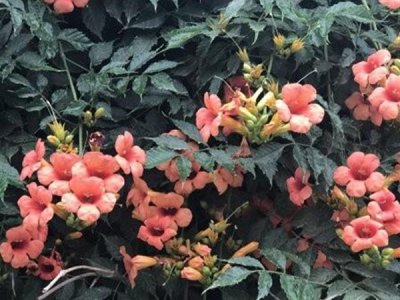 7月份能种植凌霄花吗？