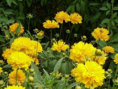 金鸡菊是宿根花卉吗？