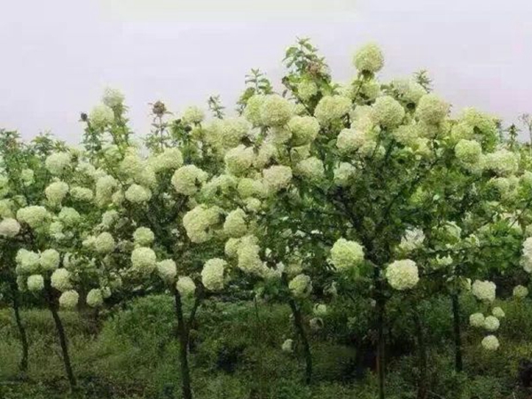 1650376888394525.jpg 木绣球,3.jpg