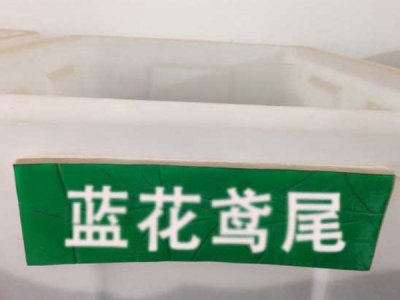 鸢尾可以用种子播种吗？