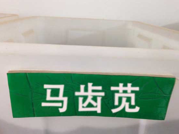 1651562719330731.jpg 马齿苋3.jpg