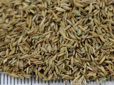冬季绿草坪种子多少钱1斤？