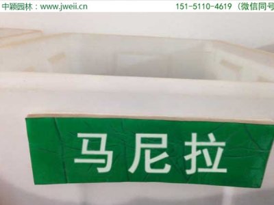 草坪种子名称马尼拉