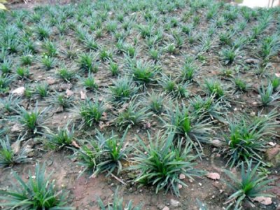 麦冬草坪的种子种植与养护
